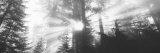 Road, Redwoods Park, California, USA Fotografie-Druck von Panoramic Images 