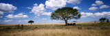 Elephants, Kenya, Africa Fotografisk tryk af Panoramic Images Elephants, Kenya, Africa Fotografisk tryk af Panoramic Images