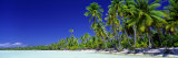 Beach with Palm Trees, Bora Bora, Tahiti Fotografiskt tryck av Panoramic Images Beach with Palm Trees, Bora Bora, Tahiti Fotografiskt tryck av Panoramic Images
