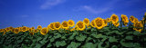 Field of Sunflowers, Bogue, Kansas, USA Photographie par Panoramic Images 