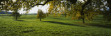 Trees in a Field, Aargau, Switzerland Photographic Print by Panoramic Images 