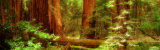 Muir Woods, Trees, National Park, Redwoods, California Photographic Print by Panoramic Images 
