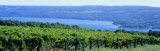 Vineyard, Finger Lakes, New York, USA Lámina fotográfica por Panoramic Images Vineyard, Finger Lakes, New York, USA Lámina fotográfica por Panoramic Images