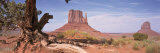 Close-up of a Gnarled Tree with West and East Mitten, Monument Valley, Arizona, USA Photographie par Panoramic Images 