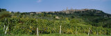 Low Angle View of a Vineyard, San Gimignano, Tuscany, Italy Photographic Print by Panoramic Images 