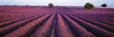Lavender Field, Fragrant Flowers, Valensole, Provence, France Photographic Print by Panoramic Images 