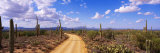 Road, Saguaro National Park, Arizona, USA Reprodukcja zdjęcia autor Panoramic Images