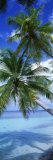 Maldives Photographic Print by Panoramic Images 