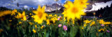 Daisies, Flowers, Field, Mountain Landscape, Snowy Mountain Range, Wyoming, USA, United States Photographic Print by Panoramic Images 