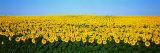 Sunflower Field, North Dakota, USA Fotografie-Druck von Panoramic Images 