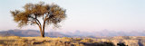 Tree, Debre Damo, Ethiopia, Africa Fotografisk tryk af Panoramic Images
