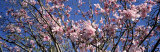 Magnolias, Golden Gate Park, San Francisco, California, USA Photographic Print by Panoramic Images 