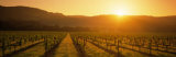 Vineyard, Napa Valley, California, USA Lámina fotográfica por Panoramic Images Vineyard, Napa Valley, California, USA Lámina fotográfica por Panoramic Images