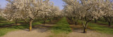 Trees in a Row, Almond Tree, Sacramento, California, USA Photographie par Panoramic Images 