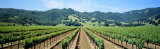Napa Valley Vineyards Hopland, CA Photographic Print by Panoramic Images 