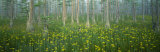 Pond, Cypress Trees, Tall Milkwort Plants, Flowers, Antioch Church Bay, North Carolina, USA Photographie par Panoramic Images 