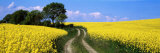 Canola, Farm, Yellow Flowers, Germany Fotografie-Druck von Panoramic Images 