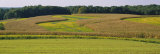 Field of Corn Crops, Baltimore, Maryland, USA Photographic Print by Panoramic Images 