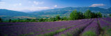 Flowers in Field, Lavender Field, La Drome Provence, France Fotografie-Druck von Panoramic Images 