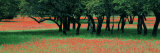 Indian Paintbrushes and Scattered Oaks, Texas Hill Co, Texas, USA Photographic Print by Panoramic Images 