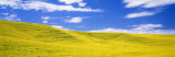 Canola Fields, Washington State, USA Photographic Print by Panoramic Images 