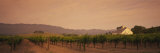 Trees in a Vineyards, Napa Valley, California, USA Photographic Print by Panoramic Images 