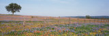 Texas Bluebonnets and Indian Paintbrushes in a Field, Texas Hill Country, Texas, USA Photographic Print by Panoramic Images 