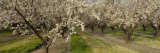 Almond Trees in a Row, Sacramento, California, USA Lámina fotográfica por Panoramic Images Almond Trees in a Row, Sacramento, California, USA Lámina fotográfica por Panoramic Images