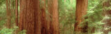 Redwood Trees, Muir Woods, California, USA Lámina fotográfica por Panoramic Images Redwood Trees, Muir Woods, California, USA Lámina fotográfica por Panoramic Images
