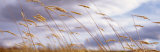 Wheat Stalks Blowing, Crops, Field, Open Space Fotografie-Druck von Panoramic Images 