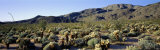 Coyote Canyon, Anza Borrego Desert State Park, California, USA Lámina fotográfica por Panoramic Images