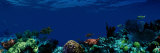Underwater Photographic Print by Panoramic Images Underwater Photographic Print by Panoramic Images