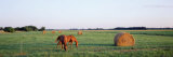 Horses and Hay, Marion County, Illinois, USA Photographic Print by Panoramic Images Horses and Hay, Marion County, Illinois, USA Photographic Print by Panoramic Images