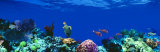 Underwater, Caribbean Sea Photographie par Panoramic Images 
