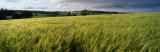Barley Field, Wales, United Kingdom  Lámina fotográfica por Panoramic Images