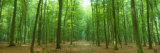 Pathway Through Forest, Mastatten, Germany Photographic Print by Panoramic Images 