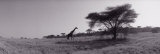 Giraffe on the Plains, Kenya, Africa Photographic Print by Panoramic Images 