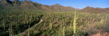 Saguaro National Park, Arizona, USA Photographic Print by Panoramic Images 