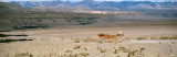 Monastery, Tsaparang, Tibet Photographic Print by Panoramic Images 