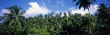 Rain Forest, Saint Lucia, West Indies Photographic Print by Panoramic Images