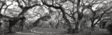 Oak Trees in a Forest, Lake Kissimmee State Park, Florida, USA Photographie par Panoramic Images 