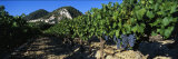 Cote Du Rhone Vineyard, Provence, France Lámina fotográfica por Panoramic Images Cote Du Rhone Vineyard, Provence, France Lámina fotográfica por Panoramic Images