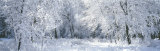 Winter, Forest, Yosemite National Park, California, USA Lámina fotográfica por Panoramic Images Winter, Forest, Yosemite National Park, California, USA Lámina fotográfica por Panoramic Images