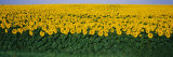 Sunflower Field, Maryland, USA Photographic Print by Panoramic Images 
