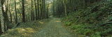 Trees in a National Park, Shenandoah National Park, Virginia, USA Lámina fotográfica por Panoramic Images Trees in a National Park, Shenandoah National Park, Virginia, USA Lámina fotográfica por Panoramic Images
