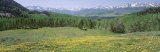 Flowering Plants in a Field, Mt. Wilson, San Miguel Range, Telluride, Colorado, USA Lámina fotográfica por Panoramic Images