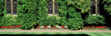 Ivy Covered Wall, Oxford University, England, United Kingdom Photographic Print by Panoramic Images 
