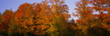 Fall Trees, Vermont, USA Photographic Print by Panoramic Images 