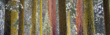 Giant Sequoia, California, USA Photographic Print by Panoramic Images 