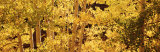 Aspens, USA Photographic Print by Panoramic Images Aspens, USA Photographic Print by Panoramic Images
